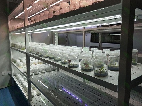 环江植物组织培养实验室设计建设方案
